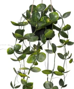 LAOS Konstväxt 60cm Grön